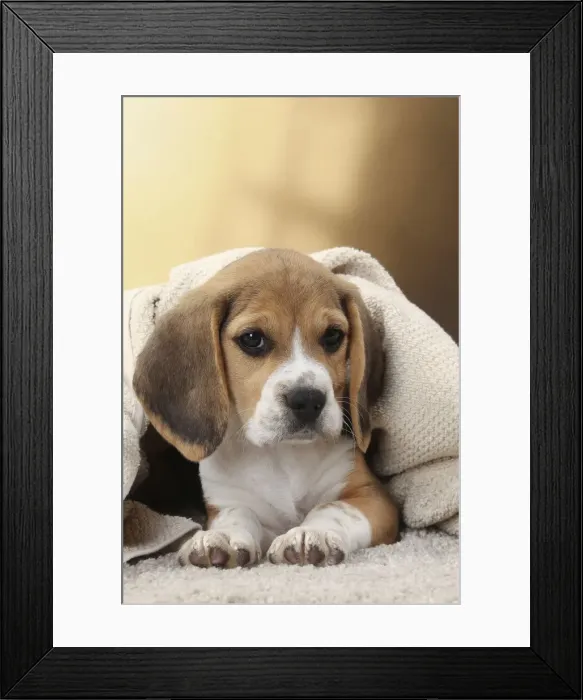 Framed Print : Picture No. 11770974 Framed Print : Picture No. 11770974