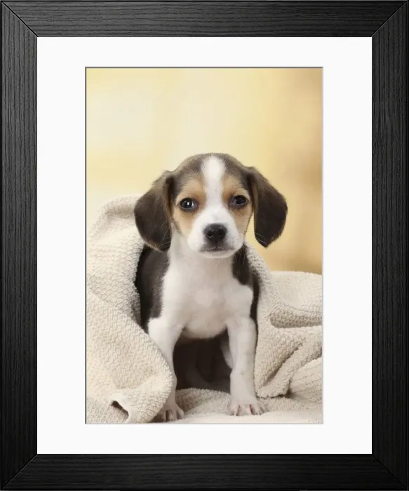 Framed Print : Picture No. 11770975 Framed Print : Picture No. 11770975
