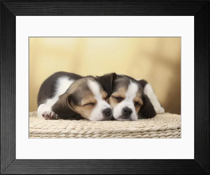 Framed Print : Picture No. 11770976 Framed Print : Picture No. 11770976