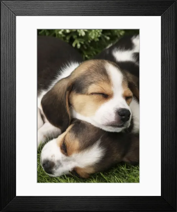Framed Print : Picture No. 11770977 Framed Print : Picture No. 11770977
