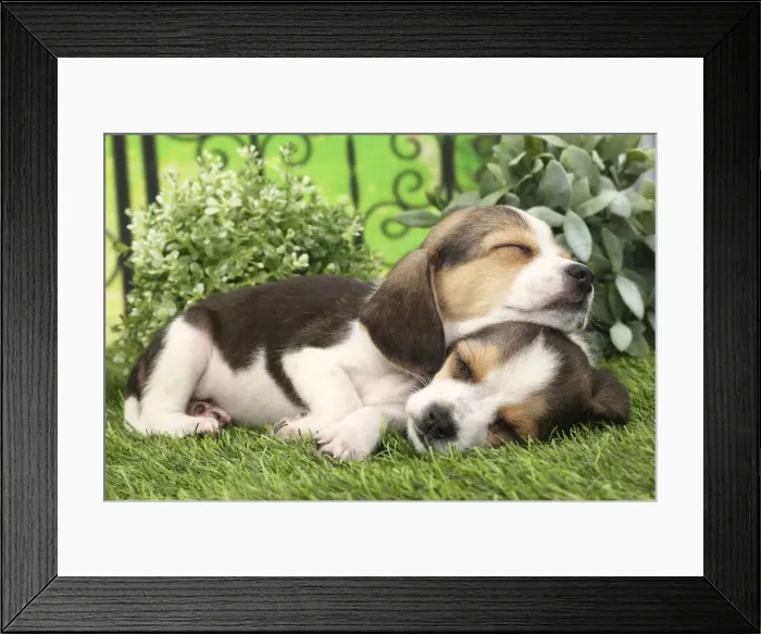 Framed Print : Picture No. 11770978 Framed Print : Picture No. 11770978