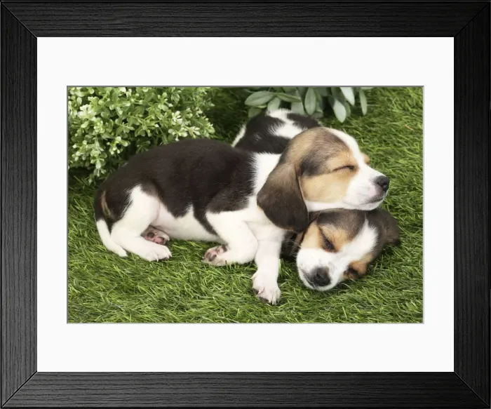 Framed Print : Picture No. 11770979 Framed Print : Picture No. 11770979