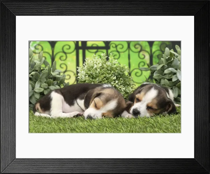 Framed Print : Picture No. 11770980 Framed Print : Picture No. 11770980