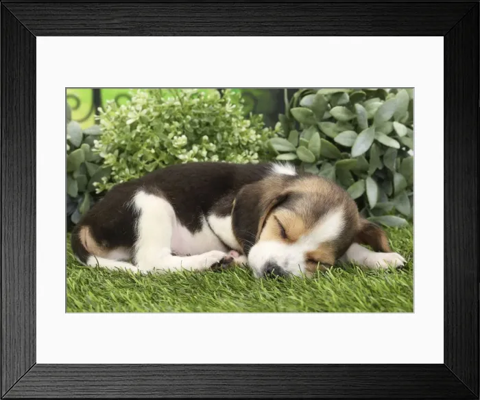 Framed Print : Picture No. 11770981 Framed Print : Picture No. 11770981