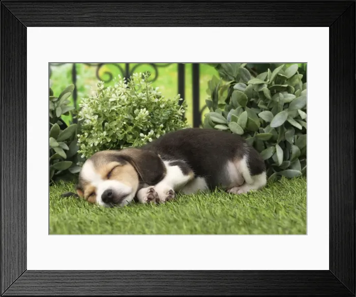 Framed Print : Picture No. 11770982 Framed Print : Picture No. 11770982