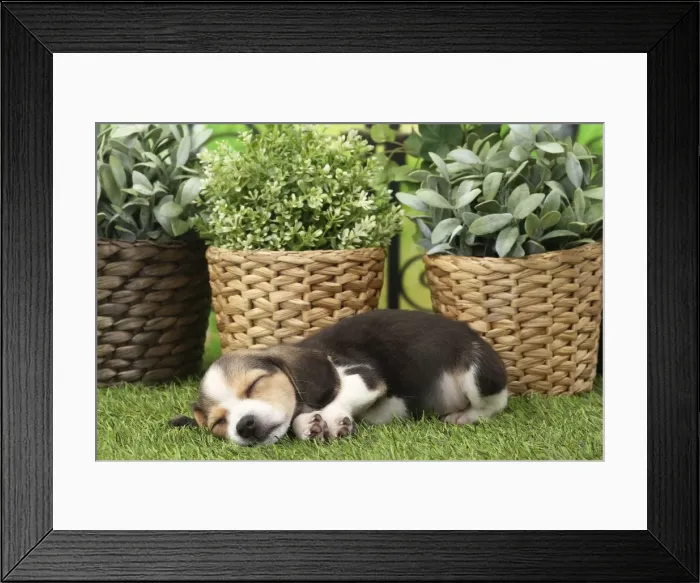 Framed Print : Picture No. 11770983 Framed Print : Picture No. 11770983