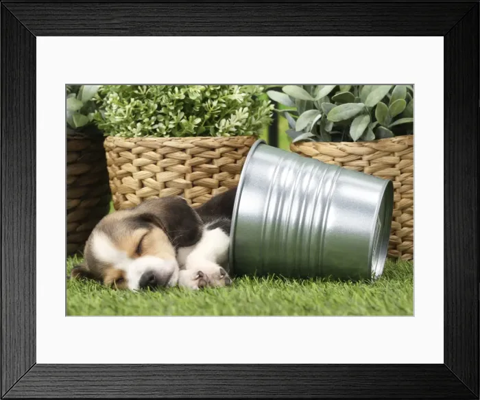 Framed Print : Picture No. 11770984 Framed Print : Picture No. 11770984
