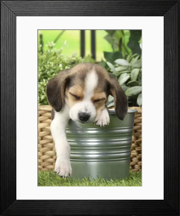 Framed Print : Picture No. 11770986 Framed Print : Picture No. 11770986