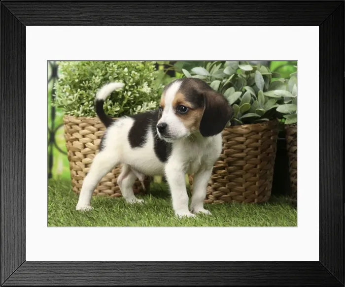 Framed Print : Picture No. 11770987 Framed Print : Picture No. 11770987