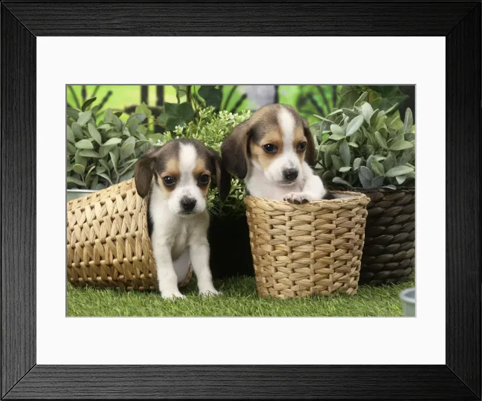 Framed Print : Picture No. 11770988 Framed Print : Picture No. 11770988