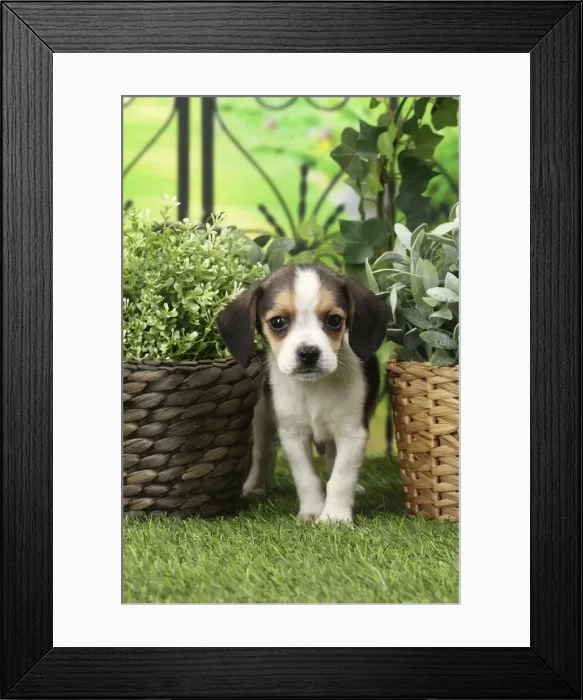 Framed Print : Picture No. 11770989 Framed Print : Picture No. 11770989