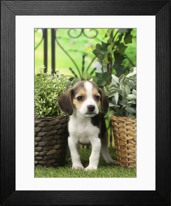 Framed Print : Picture No. 11770990 Framed Print : Picture No. 11770990