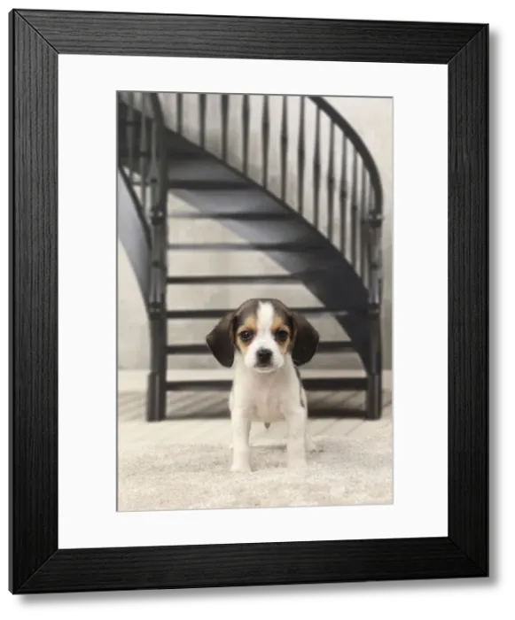 Framed Print : Picture No. 11770992 Framed Print : Picture No. 11770992