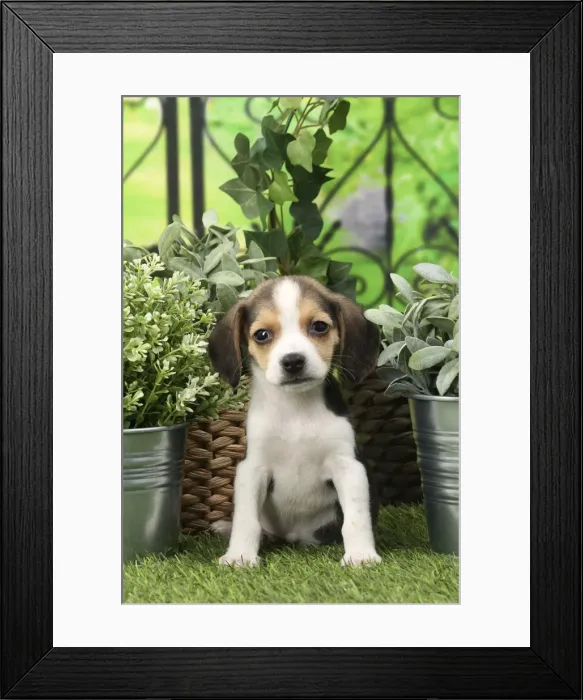 Framed Print : Picture No. 11770991 Framed Print : Picture No. 11770991