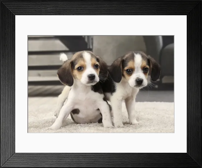 Framed Print : Picture No. 11770994 Framed Print : Picture No. 11770994