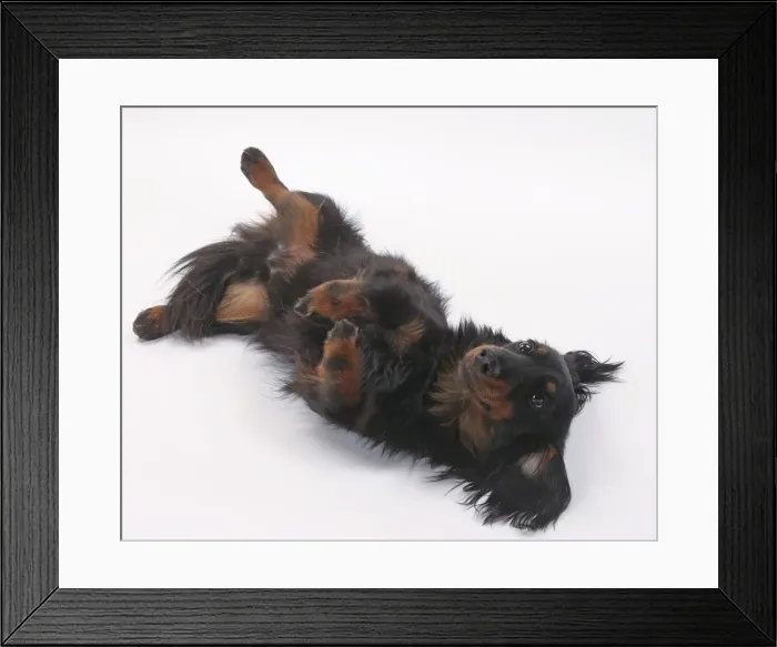 Framed Print : Picture No. 11771001 Framed Print : Picture No. 11771001