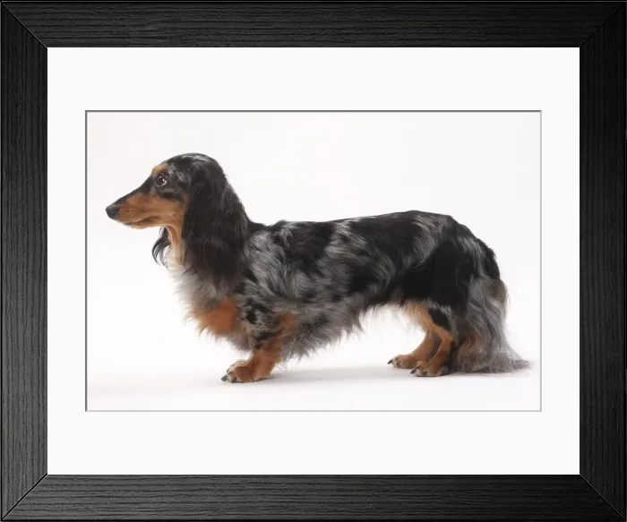 Framed Print : Picture No. 11771007 Framed Print : Picture No. 11771007