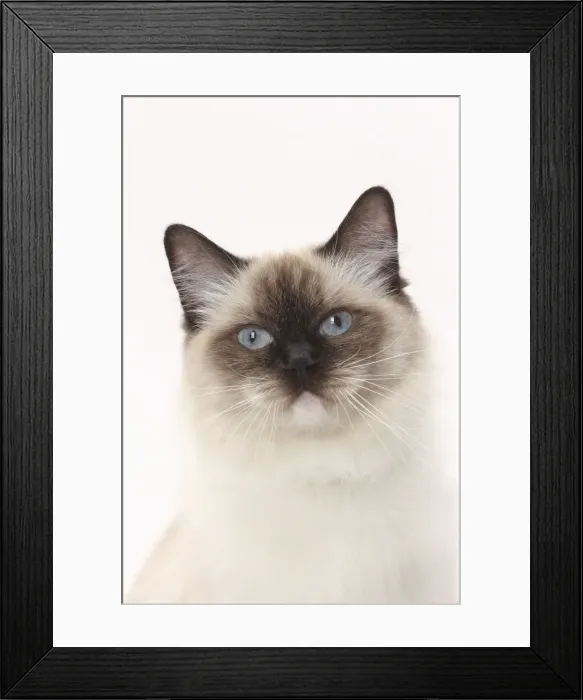 Framed Print : Picture No. 11771008 Framed Print : Picture No. 11771008
