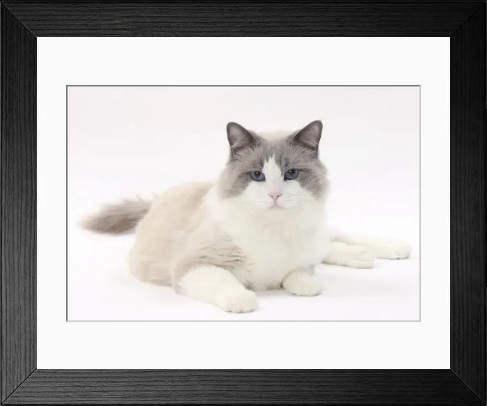 Framed Print : Picture No. 11771012 Framed Print : Picture No. 11771012