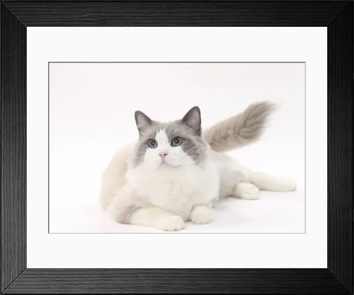 Framed Print : Picture No. 11771013 Framed Print : Picture No. 11771013
