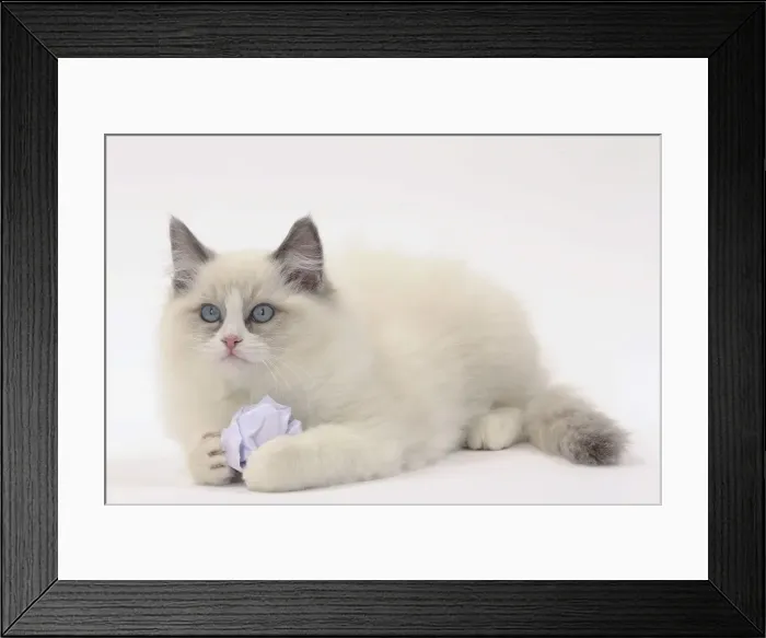 Framed Print : Picture No. 11771020 Framed Print : Picture No. 11771020