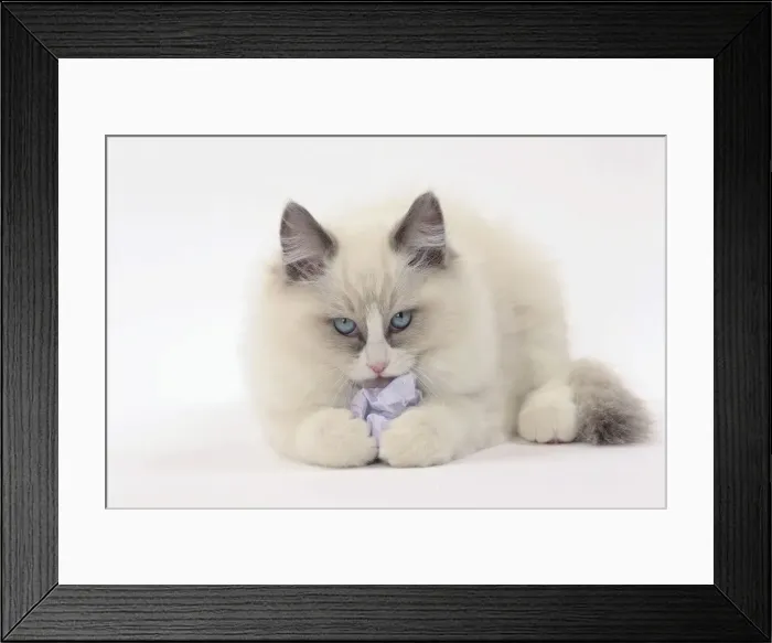 Framed Print : Picture No. 11771021 Framed Print : Picture No. 11771021