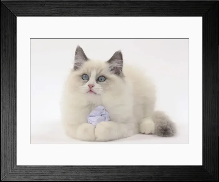 Framed Print : Picture No. 11771022 Framed Print : Picture No. 11771022