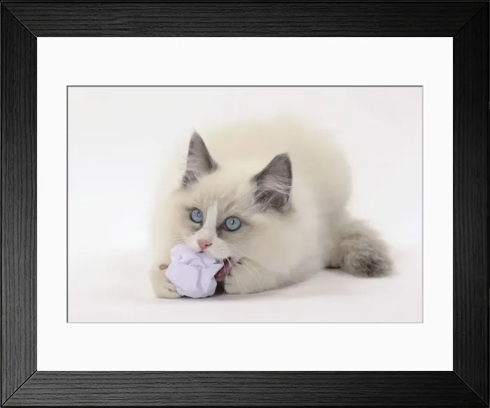 Framed Print : Picture No. 11771023 Framed Print : Picture No. 11771023