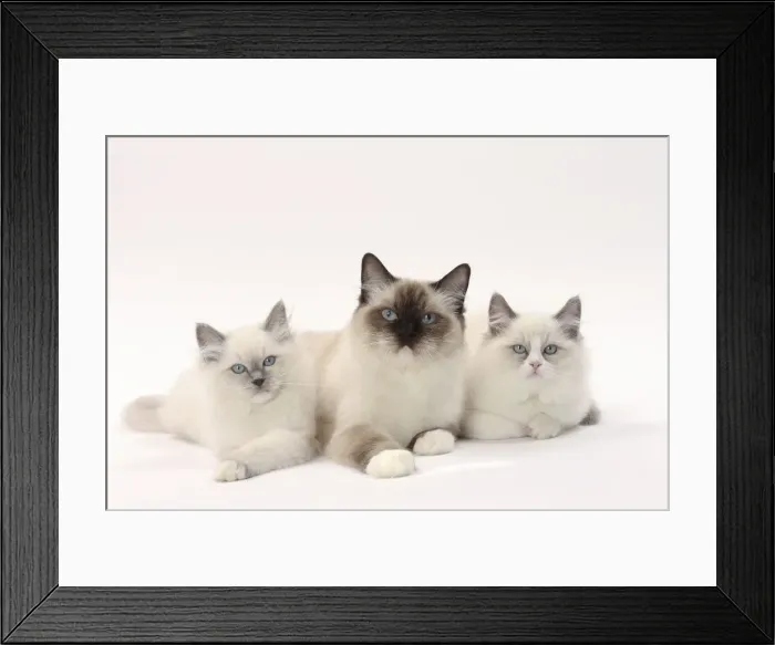 Framed Print : Picture No. 11771024