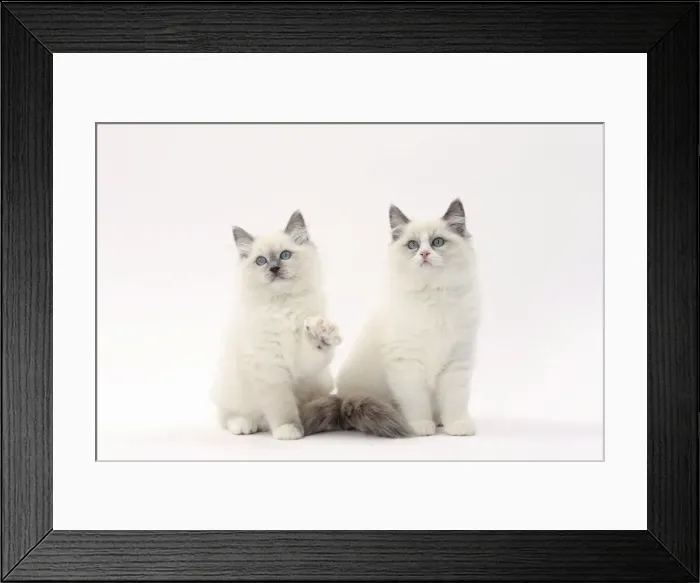 Framed Print : Picture No. 11771032 Framed Print : Picture No. 11771032
