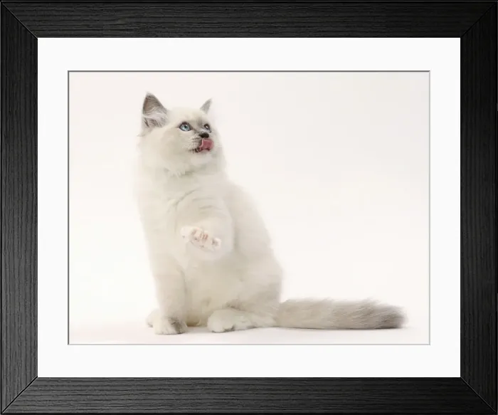 Framed Print : Picture No. 11771034 Framed Print : Picture No. 11771034