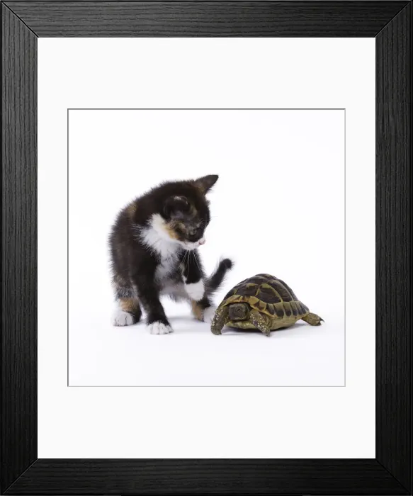 Framed Print : Picture No. 11771036 Framed Print : Picture No. 11771036
