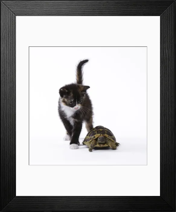 Framed Print : Picture No. 11771037 Framed Print : Picture No. 11771037