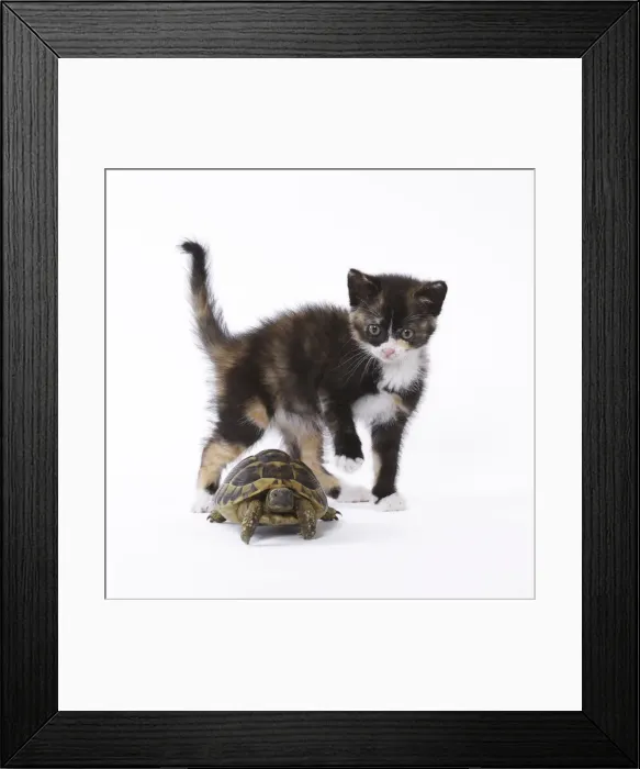 Framed Print : Picture No. 11771035 Framed Print : Picture No. 11771035