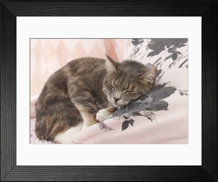 Framed Print : Picture No. 11771041 Framed Print : Picture No. 11771041