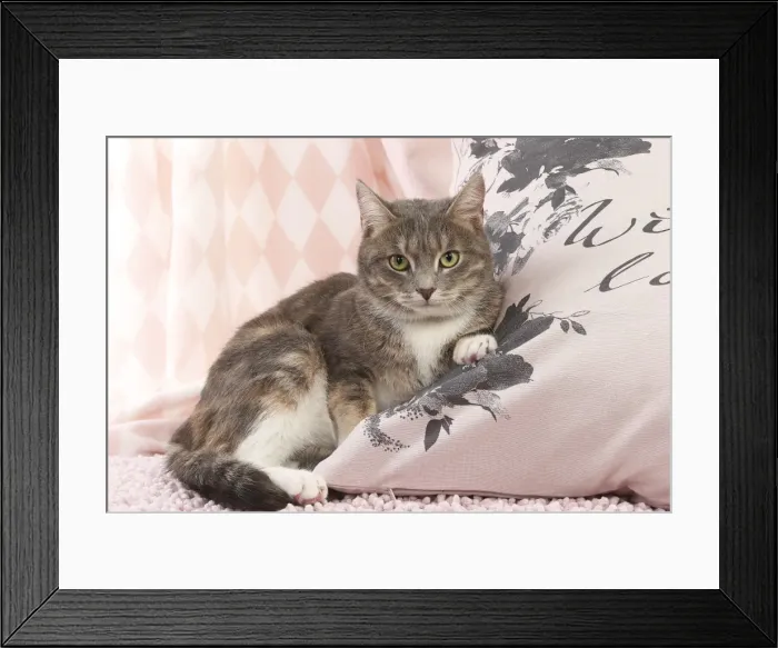 Framed Print : Picture No. 11771042 Framed Print : Picture No. 11771042