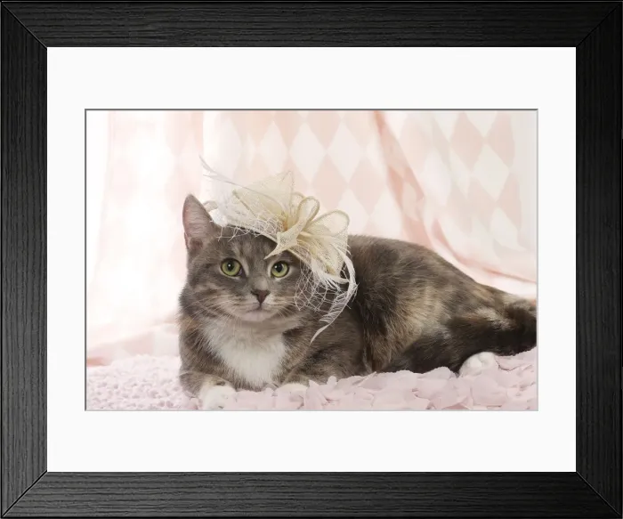Framed Print : Picture No. 11771043 Framed Print : Picture No. 11771043