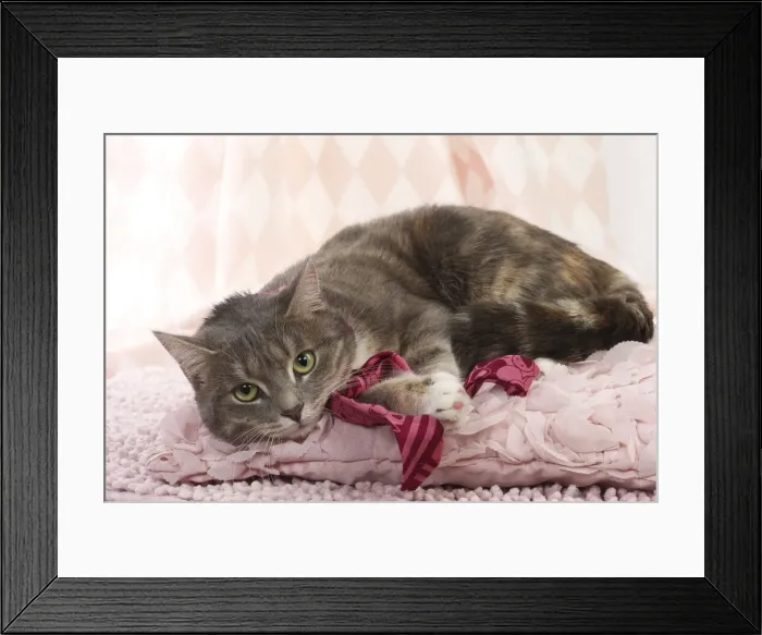 Framed Print : Picture No. 11771044 Framed Print : Picture No. 11771044