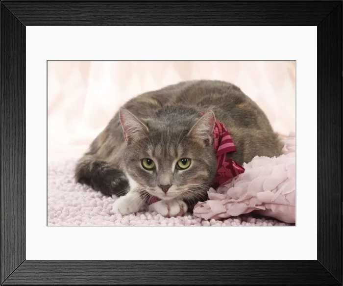 Framed Print : Picture No. 11771046 Framed Print : Picture No. 11771046
