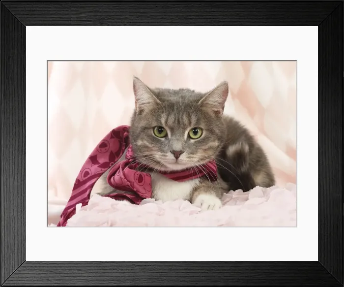 Framed Print : Picture No. 11771045 Framed Print : Picture No. 11771045