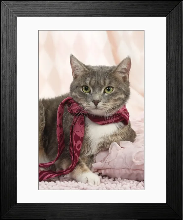 Framed Print : Picture No. 11771047 Framed Print : Picture No. 11771047