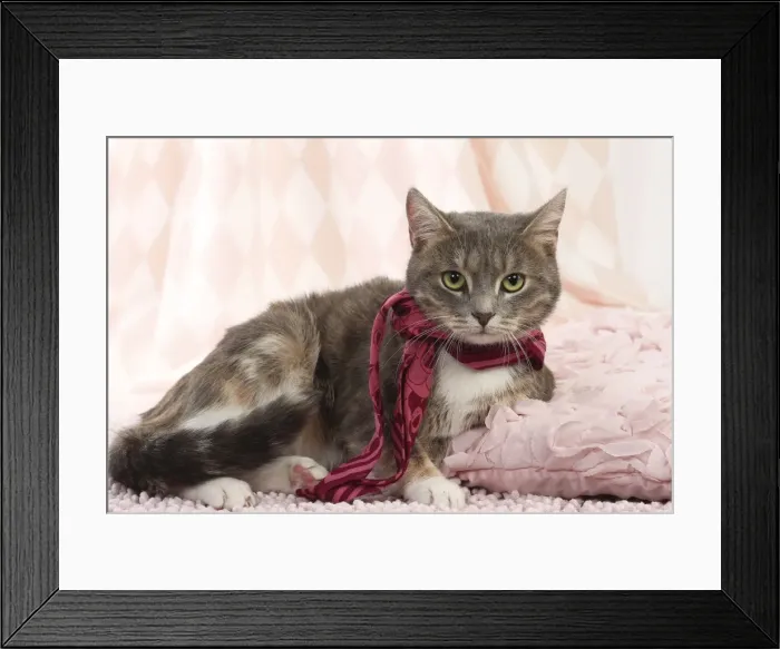 Framed Print : Picture No. 11771048 Framed Print : Picture No. 11771048