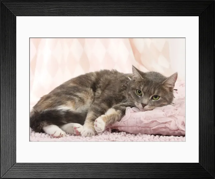 Framed Print : Picture No. 11771050 Framed Print : Picture No. 11771050