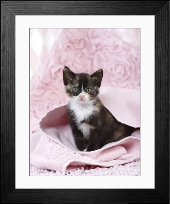 Framed Print : Picture No. 11771055 Framed Print : Picture No. 11771055