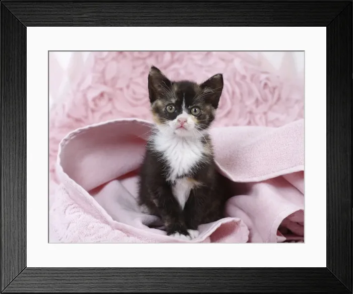 Framed Print : Picture No. 11771056 Framed Print : Picture No. 11771056