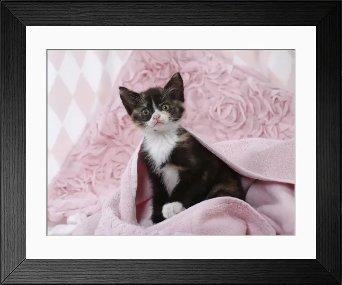 Framed Print : Picture No. 11771057 Framed Print : Picture No. 11771057