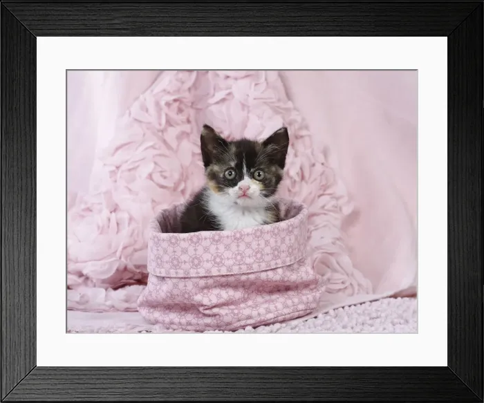 Framed Print : Picture No. 11771058 Framed Print : Picture No. 11771058