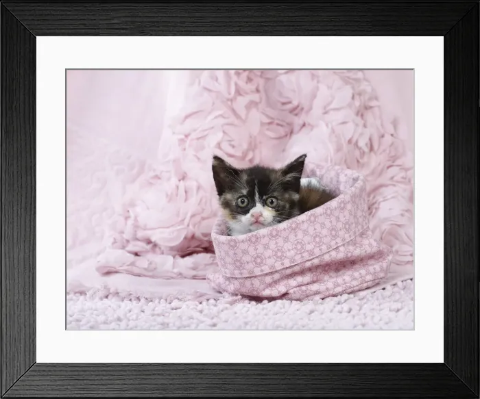 Framed Print : Picture No. 11771059 Framed Print : Picture No. 11771059