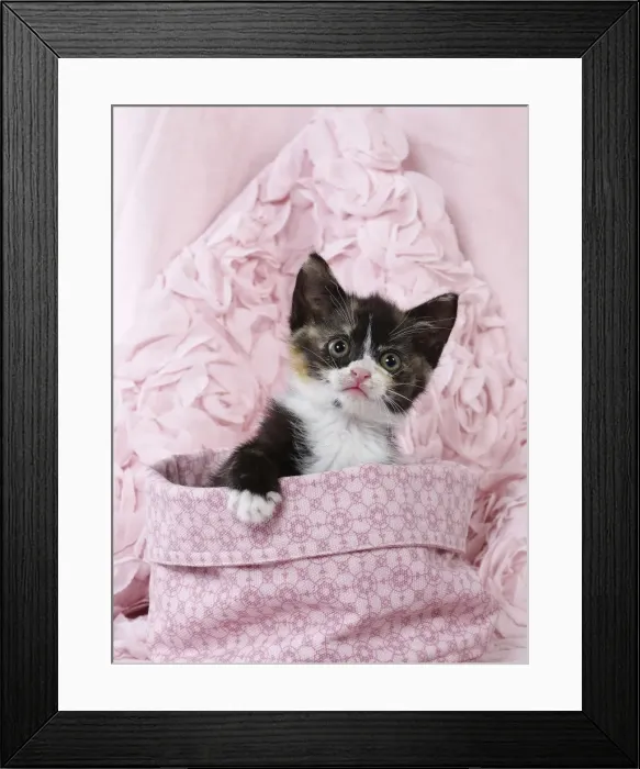 Framed Print : Picture No. 11771060