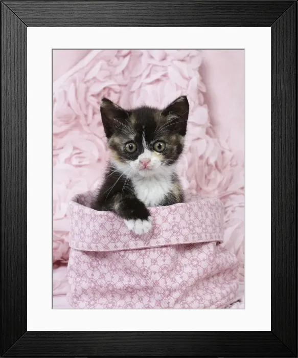 Framed Print : Picture No. 11771061 Framed Print : Picture No. 11771061